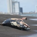 09b621823ff44c9896238771dc382e58