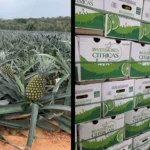 d50e7f00ee2243afa5b906a25ccb05f1