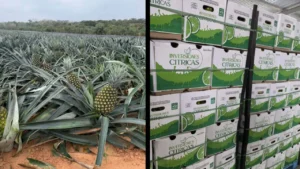 d50e7f00ee2243afa5b906a25ccb05f1