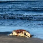 d8f73ca4868f427d9afbba5edc0d8b8a