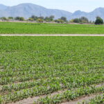 0458c99523fd44f1aa69b9f38491e397