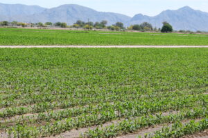 0458c99523fd44f1aa69b9f38491e397