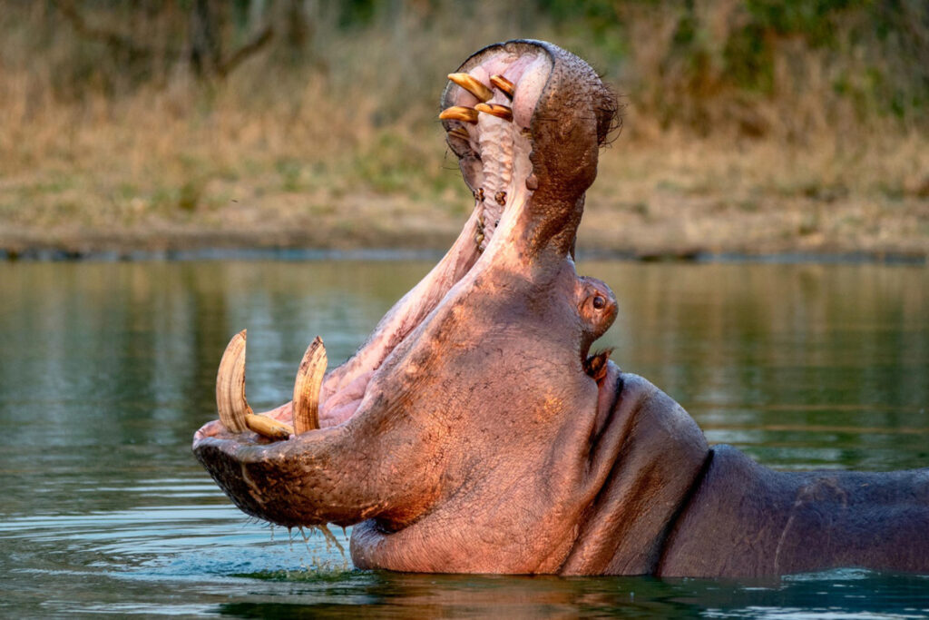 Un capricho de Pablo Escobar lleva a Colombia a optar por la eutanasia para 80 hipopótamos