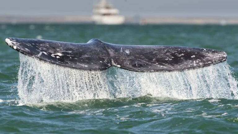 68f09f1e723045a4ad284c77142d4e11