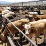 d4b0121380604678a4ead330cb42ed40